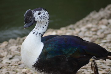 Canard