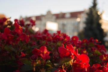 Fototapeta na wymiar Red flowers in the Park