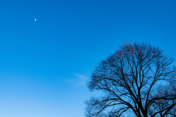 Twilight winter skies with a half moon