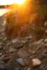 Polar flowers at sunset