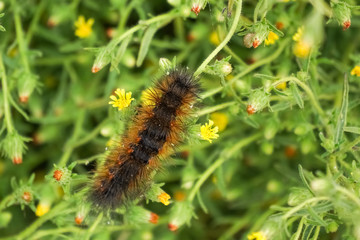 Salt Marsh Moth caterpillar (Estigmene acrea) on a green plant with small yellow flowers, California