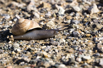 Black snail crossing a gravel path, California