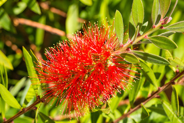 A crimson bottlebrush flower, California