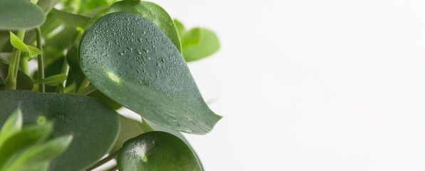 Houseplant close up.