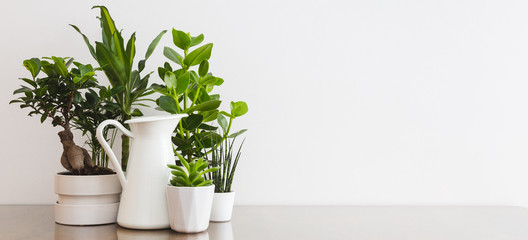 Home garden. Panorama