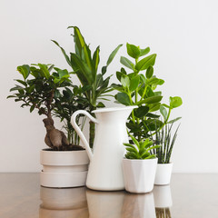 Houseplants in flowerpots. Home garden