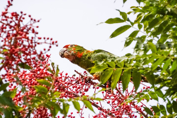 Feral Parrot (Red Crowned Parrot) on a tree, eating red berries, Sunnyvale, south San Francisco bay area, California