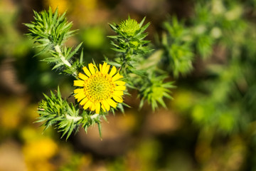 Congdon spikeweed (Centromadia parryi ssp. Congdonii), Coyote Hills Regional Park, East San Francisco Bay Area, California
