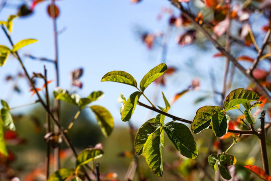 Poison Oak Branches And Leaves On A Sky Background, California