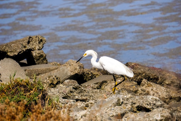 Snowy egret hunting on the shoreline of Baylands Park, Palo Alto, south San Francisco bay area,...