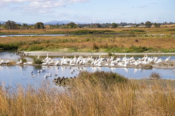 A flock of American white pelicans, Baylands Park, Palo Alto, San Francisco bay area, California