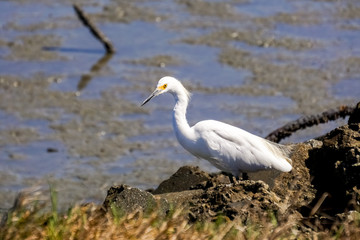 Snowy egret hunting on the shoreline of Baylands Park, Palo Alto, south San Francisco bay area, California
