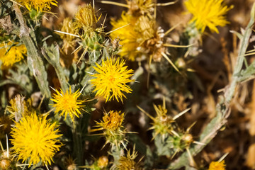 Yellow star thistle (Centaurea solstitialis), California