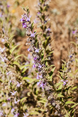 Vinegar Weed (Trichostema lanceolatum, Lamiaceae) flower, strong