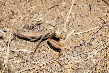 Praying mantis (Stagmomantis californica) on the ground, California