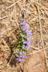 Vinegar Weed (Trichostema lanceolatum, Lamiaceae) flower, strong vinegar smell, California