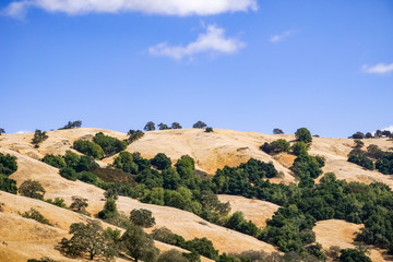 Fototapeta na wymiar Hills covered in dry grass in Henry W. Coe Park State Park, San Francisco bay area, California