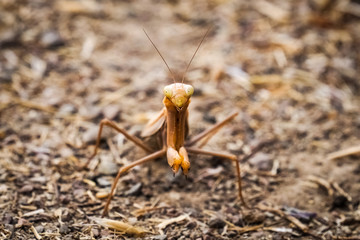 Praying mantis (Stagmomantis californica) on the ground, California