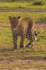 Leopard at sunset