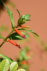 Mexican Cigarplant, Mexican Cigar Plant , Cigar Plant (Cuphea ignea), blooming