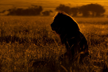 Male Lion Silhouette