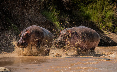 Hippo chase