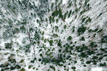 Snowy forest from the sky