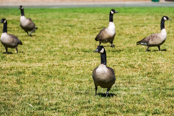 Canada geese on a park meadow, California