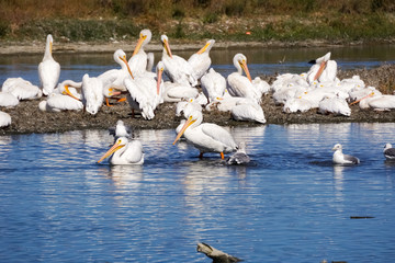 A flock of American white pelicans, Baylands Park, San Francisco bay area, Palo Alto, California