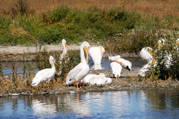 A flock of American white pelicans, Baylands Park, Palo Alto, San Francisco bay area, California