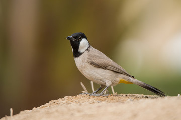 White-eared bulbul (Pycnonotus leucotis). Dubai Creek Park. UAE