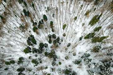 Snowy forest from the sky
