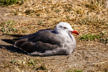Obraz premium Seagull sitting near a beach on the Pacific Ocean coast, California