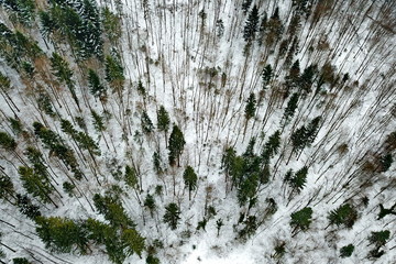 Snowy forest from the sky