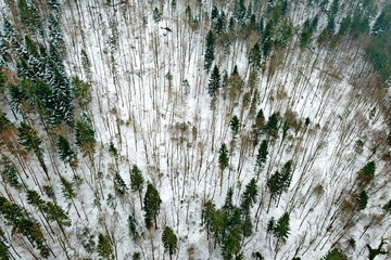 Snowy forest from the sky