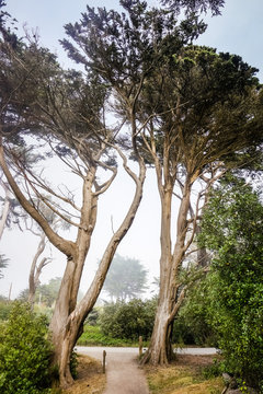 Tall cypress trees in on a foggy background, Moss Beach, California