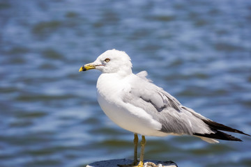 Fototapeta na wymiar Ring billed seagull (Larus delawarensis) in the Baylands Park, Palo Alto, California