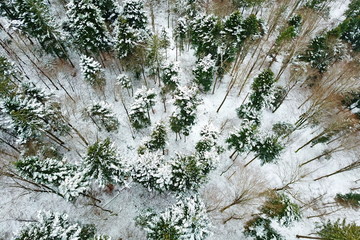 Snowy forest from the sky