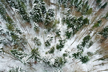 Snowy forest from the sky