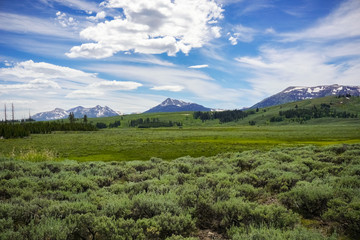 Green meadow and marsh landscape, Yellowstone National Park, Wyoming