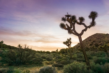 Blooming Joshua Trees (Yucca Brevifolia) on a colorful sunset background, Joshua Tree National Park, California