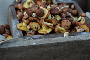 Fresh forest mushrooms