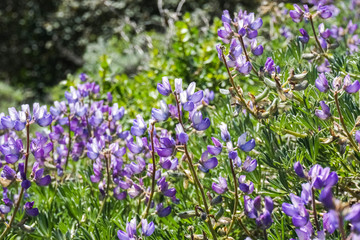 Obraz premium Lupine flowers (Lupinus microcarpus or valley lupine), California