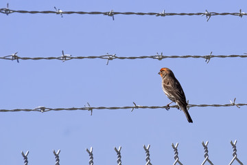 Male house finch on a barbwire - Powered by Adobe