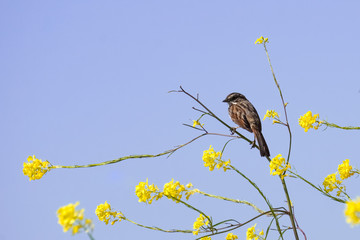 Sparrow sitting on green mustard flowers