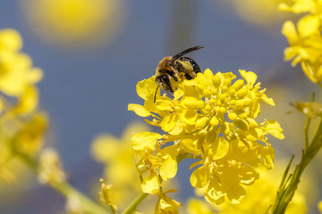 Honey bee on yellow green mustard flower