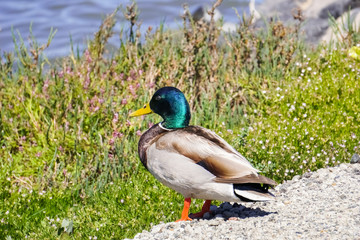 Mallard duck, Sunnyvale, south San Francisco bay area, California