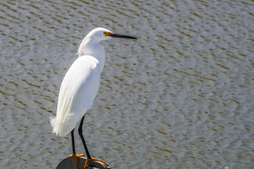 Snowy egret on the bay trail, south San Francisco bay area, California