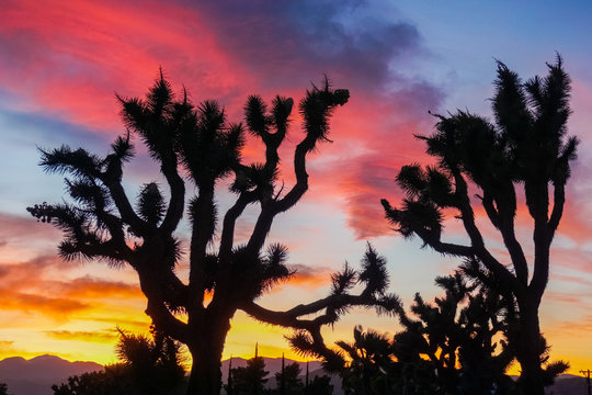 Joshua trees on a colorful sunset background, Joshua Tree National Park, California