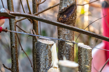 Scene in which a saw cuts in motion a young tree for garden maintenance.